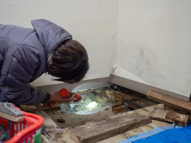 Best Comprehensive Air Testing for Mold Contaminants  in Machesney Park, IL