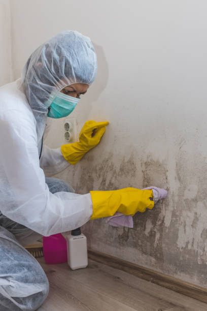 Best Real Estate Mold Inspection  in Machesney Park, IL
